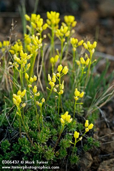 Draba crassifolia