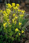 Draba crassifolia