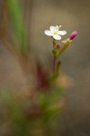 Spreading Groundsmoke blossom