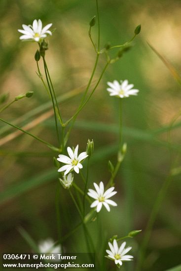 Stellaria longipes