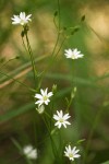 Long-stalked Starwort blossoms