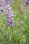 Tailcup Lupine blossoms & foliage