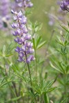 Lupinus caudatus