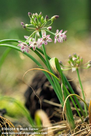 Allium campanulatum