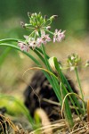 Allium campanulatum