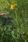 Streambank Butterweed