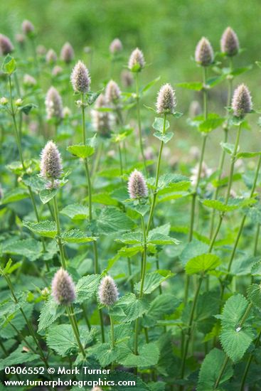 Agastache urticifolia