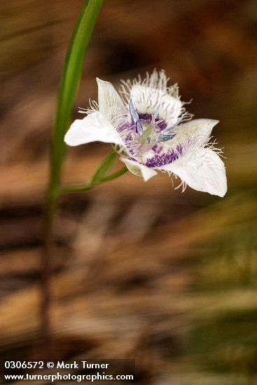 Calochortus elegans