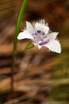 Calochortus elegans