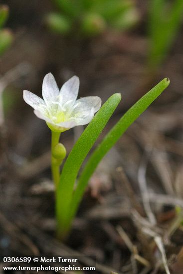 Lewisia triphylla