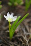 Three-leaf Lewisia