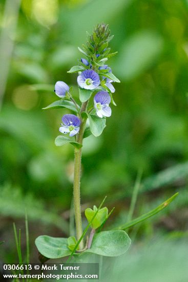 Veronica serpyllifolia