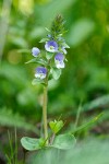 Thyme-leaved Speedwell