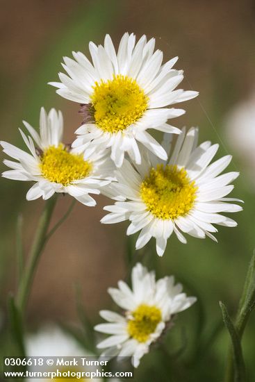 Erigeron engelmannii