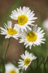 Plains Daisy blossoms detail