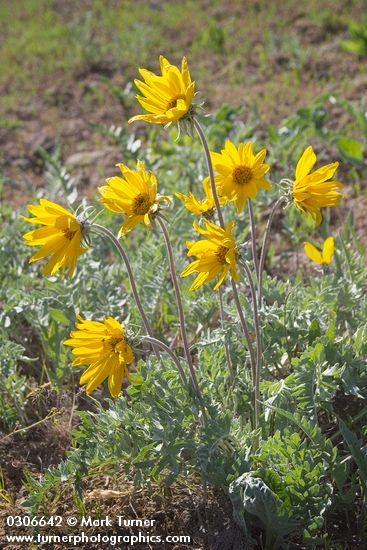 Balsamorhiza incana