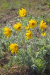 Balsamorhiza incana