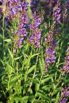 Penstemon venustus