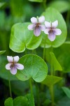 Viola palustris