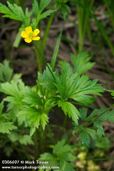 Ranunculus orthorhynchus var. orthorhynchus