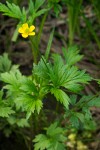 Straight-beak Buttercup