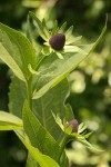 Rudbeckia occidentalis