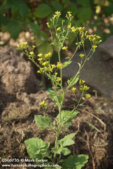 Lapsana communis
