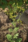 Nipplewort