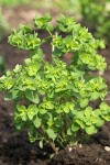 Petty Spurge