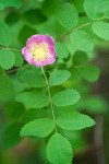 Baldhip Rose blossom & foliage detail