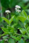 Yerba de Selva blossoms & foliage