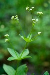 Oregon Bedstraw blossoms & foliage