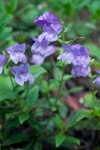 Penstemon cardwellii