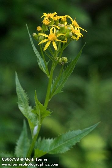 Senecio triangularis