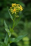Arrowhead Butterweed blossoms & foliage detail