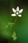 Saxifraga ferruginea