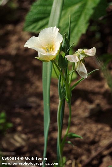 Calochortus subalpinus