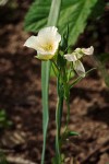 Calochortus subalpinus