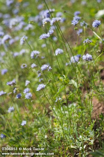 Gilia capitata