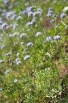 Blue Field Gilia