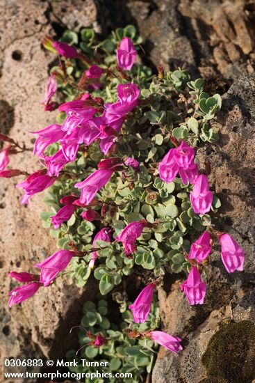 Penstemon rupicola