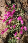 Rock Penstemon