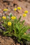 Ivesia gordonii