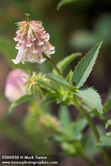 Trifolium productum