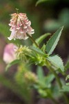 Shasta Clover blossoms & foliage