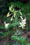 Lilium washingtonianum