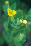 Musk Monkeyflower blossom & foliage detail