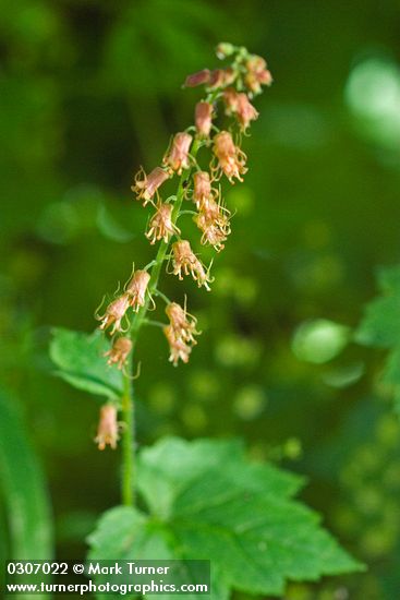 Tolmiea menziesii