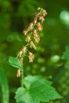 Bristle Flower blossoms & foliage detail