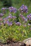 Penstemon serrulatus